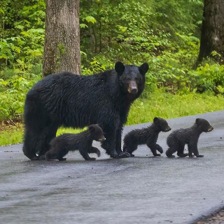 Mountain Eden, Hot Tub, Resort Pool, Wifi, 1089 Free Tickets Each Paid Day, Dollywood And More Gatlinburg Ngoại thất bức ảnh